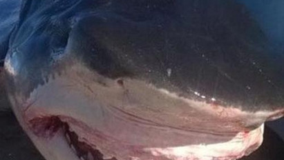 Elképesztő! 6 méteres cápát fogtak Ausztráliában