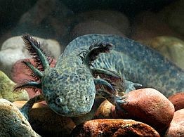 axolotl-allatok-d00000F07ae7a06743553