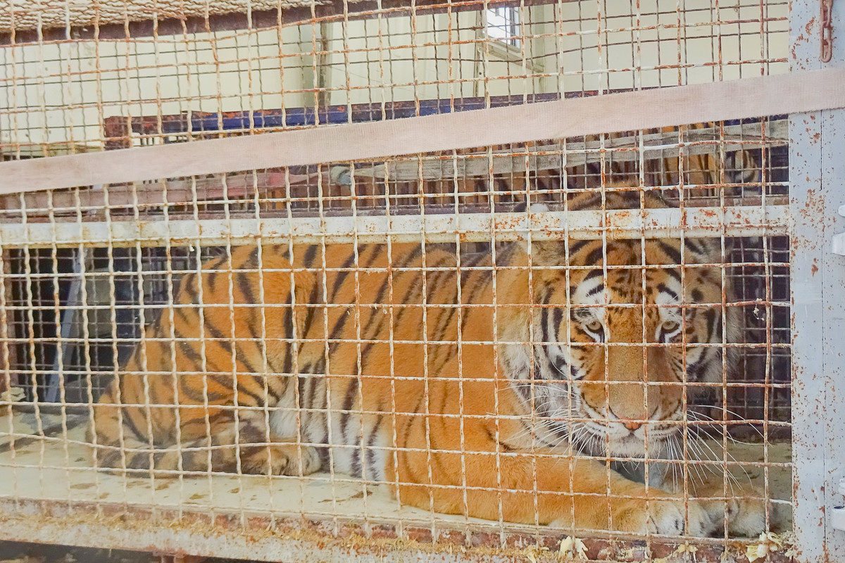Ruszył proces w sprawie skandalicznego transportu tygrysów [PULS POLSKI 31.03]