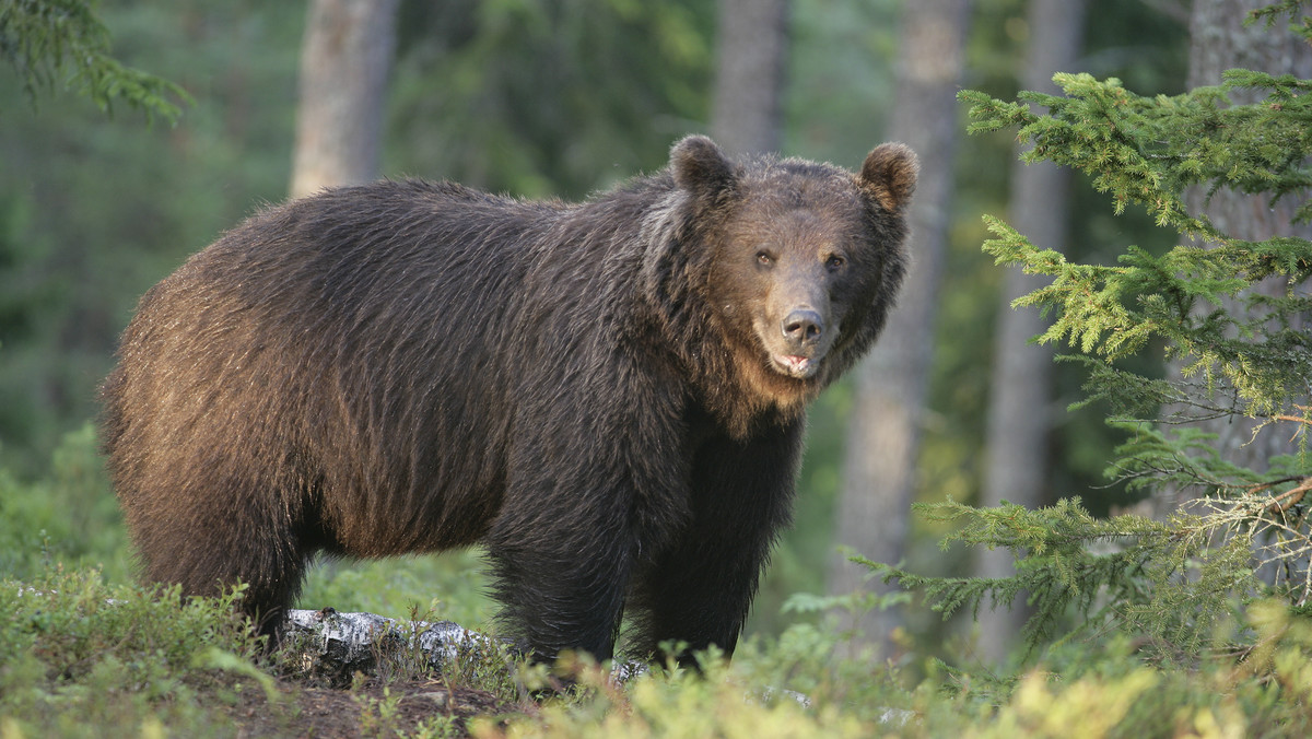 Rumunia: niedźwiedź terroryzował mieszkańców