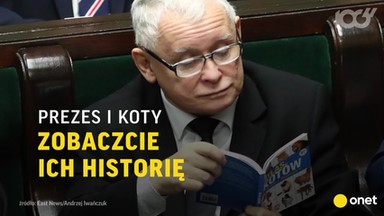 Wszystkie koty Jarosława Kaczyńskiego