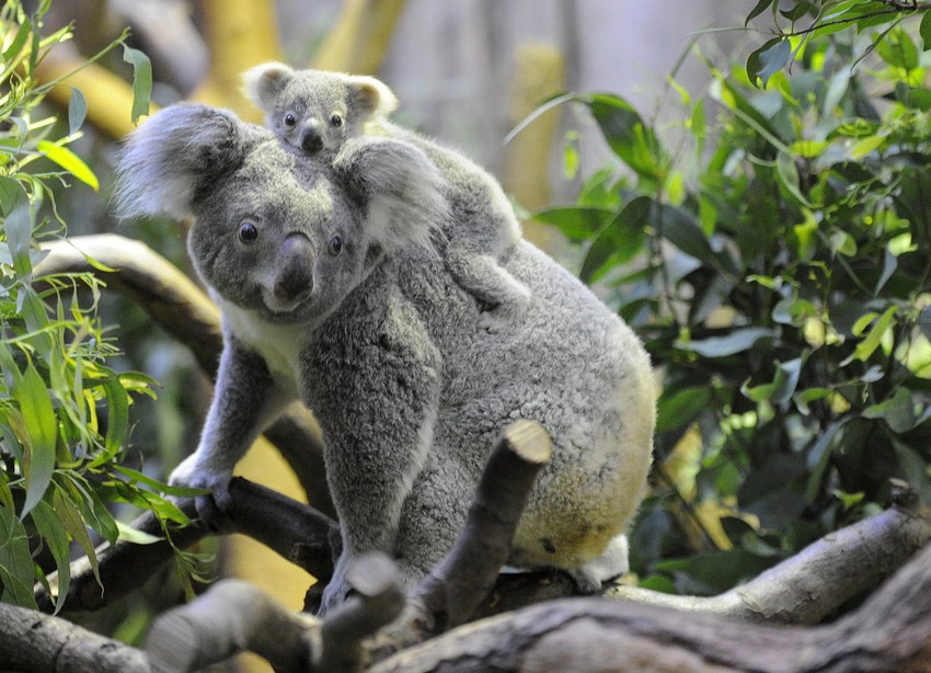 Iako je lov zabranjen, populacija koala sve je manja