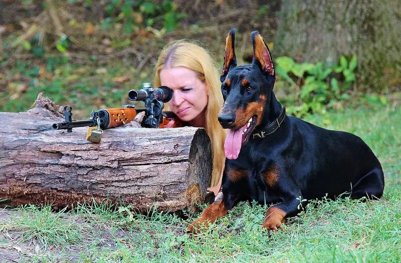 Doberman