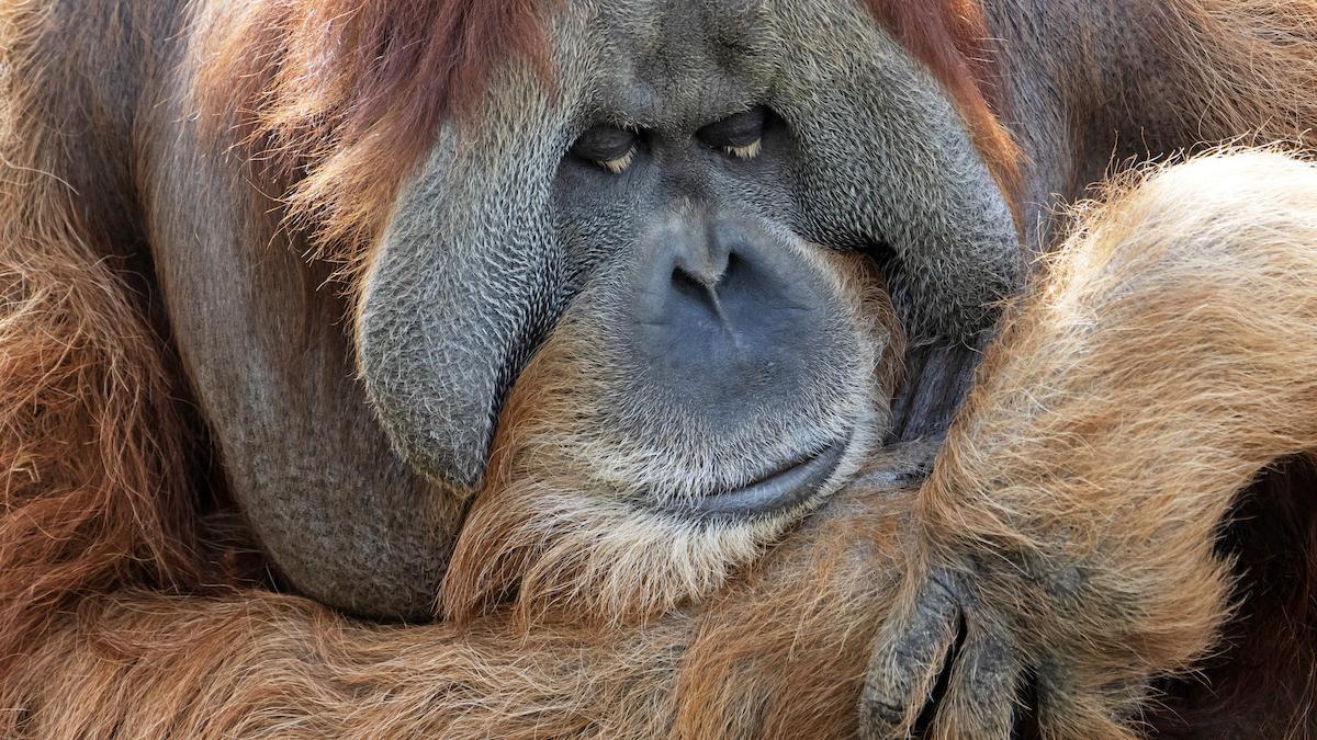 Orangutan - ilustračná fotografia