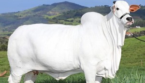 The world's most expensive cow [X/interestingfact]