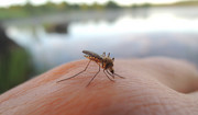 Komary naprawdę przyciąga grupa krwi i ciemne ubranie? Ekspert rozwiewa wątpliwości