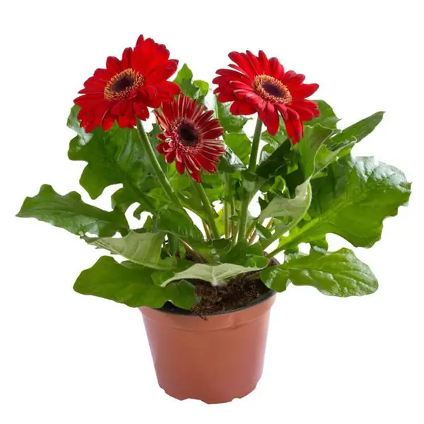  GERBERA JAMESONA