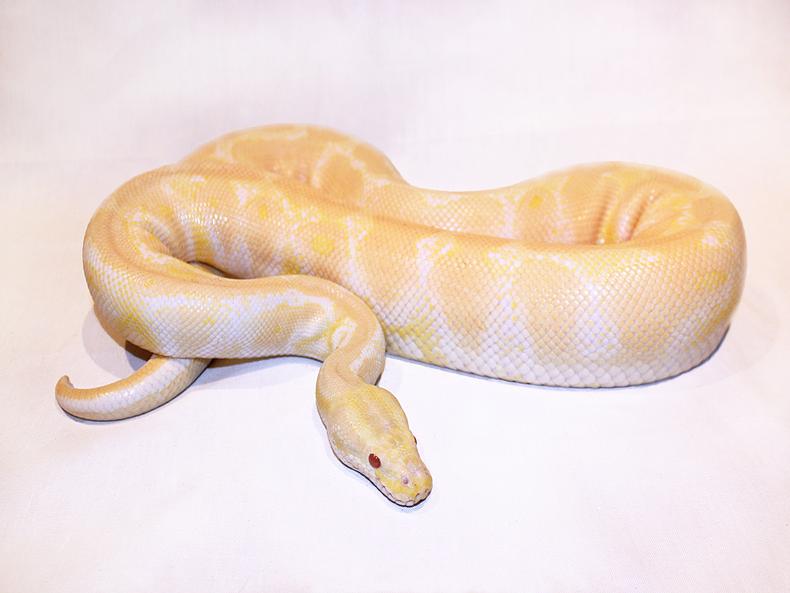 Albino python [MorphList]