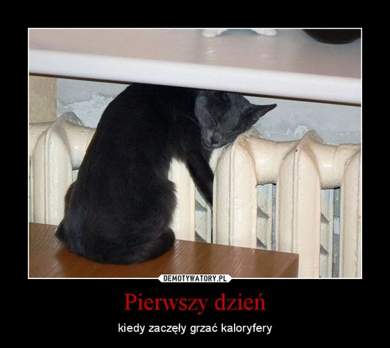 Galeria najlepszych MEMów tygodnia