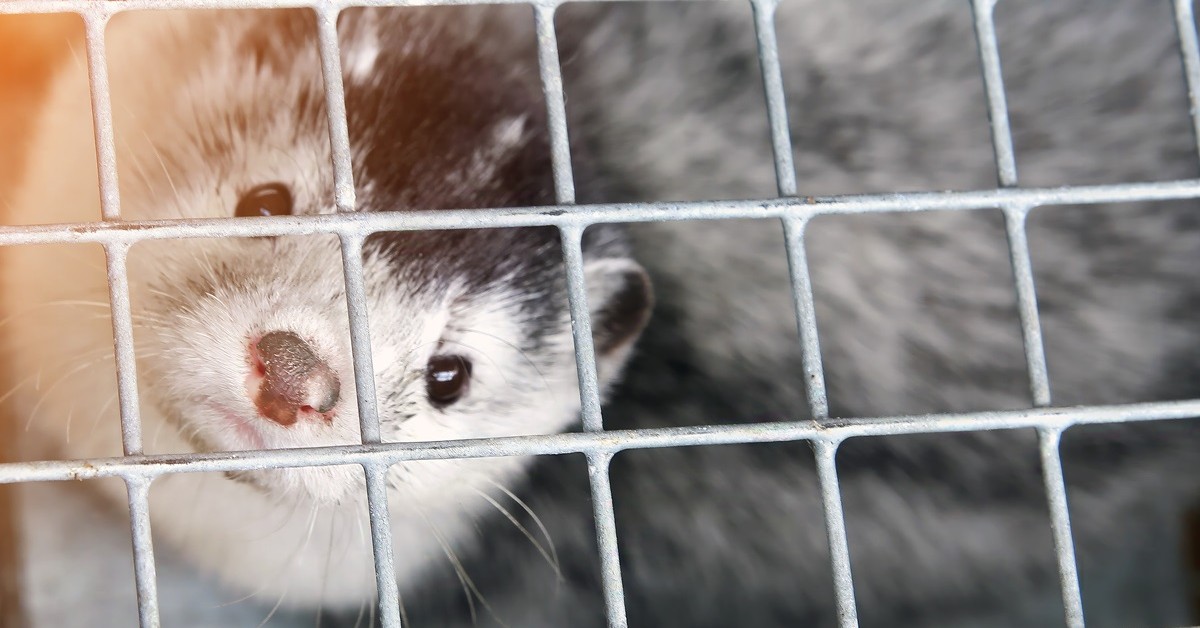 Prezydent Nawrocki podpisał zakaz hodowli zwierząt na futra. 8 lat okresu przejściowego i odszkodowanie dla hodowców