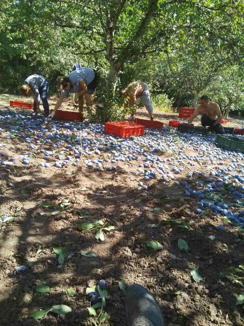 Gazdinstvo Ignjatović