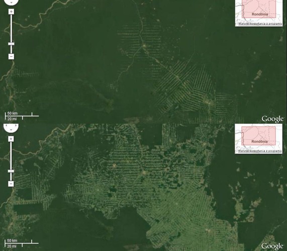 Lasy Amazonii, Brazylia