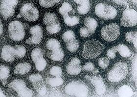 h7n9-virus-d000016654b99634afe93