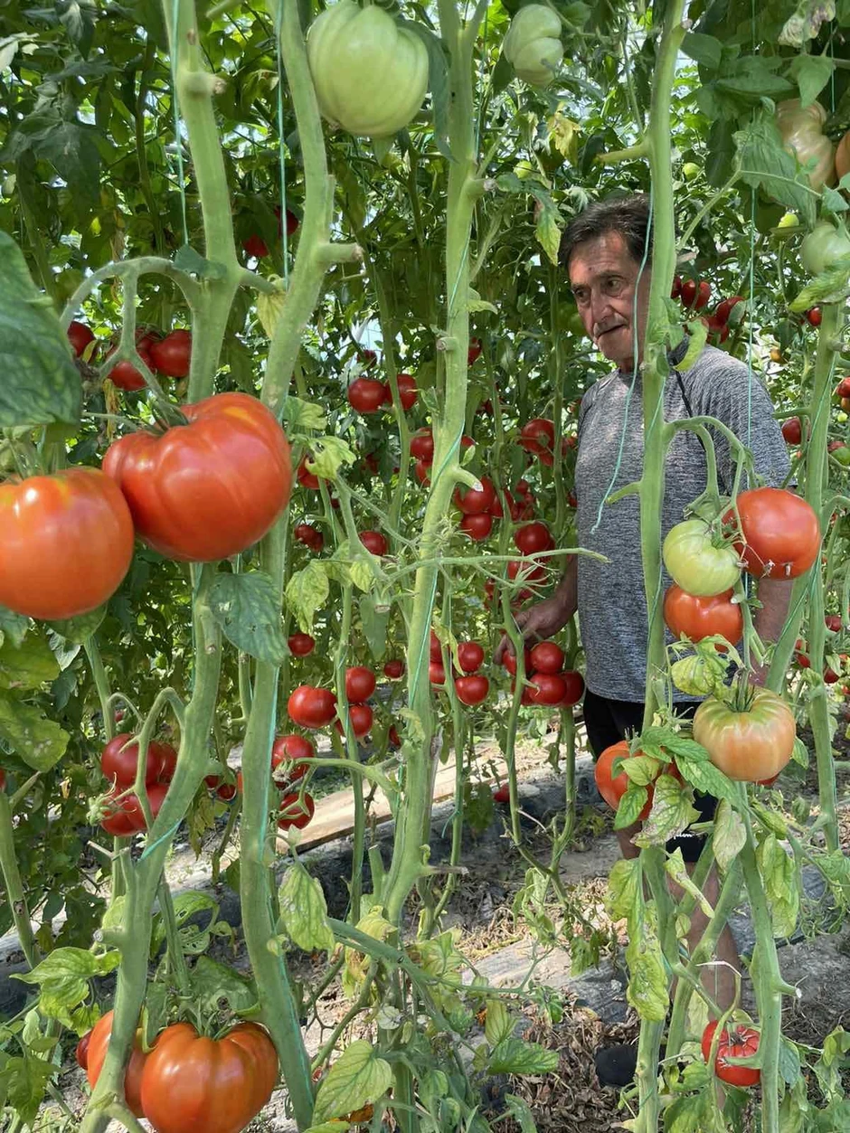Džinovski čeri paradajz