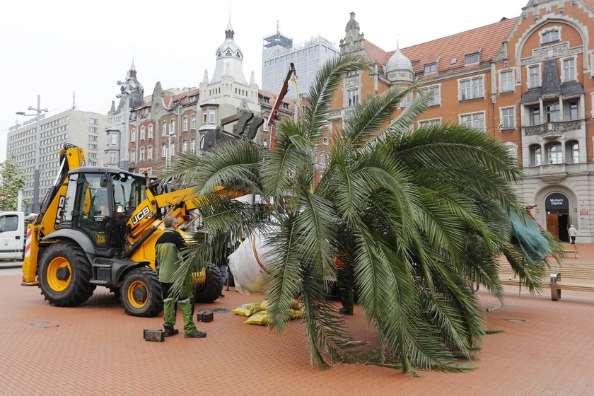 Katowice. Palmy wracają na rynek po zimowej przerwie