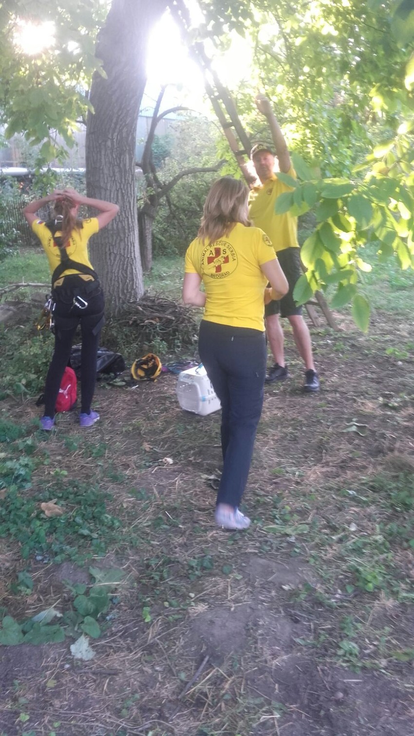 Spasavanje mačka u komšijskom dvorištu