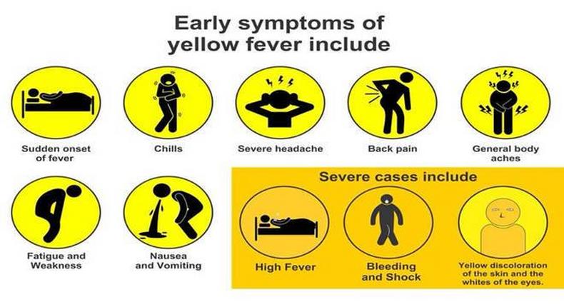 The early and severe symptoms of Yellow Fever explained