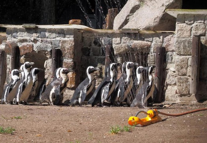 Nie wszystkie zwierzaki z zoo lubią upały