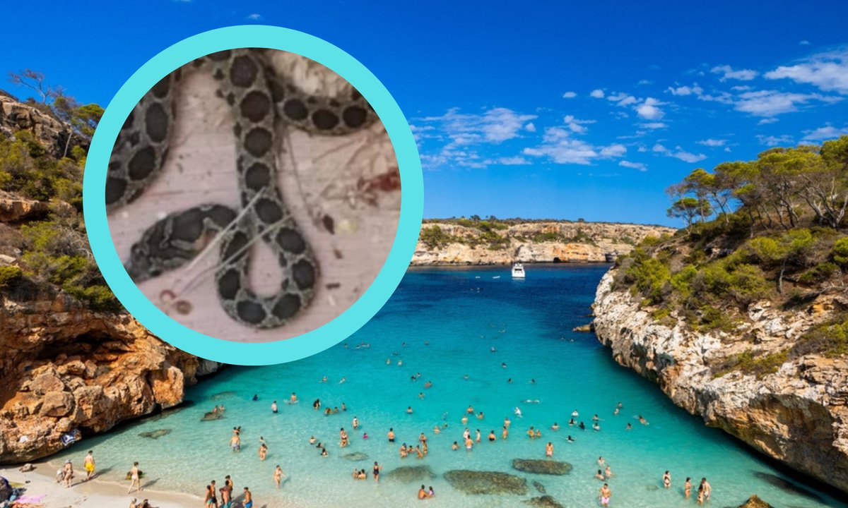 Węże opanowały popularny wakacyjny kurort. Turyści odwołują wyjazdy