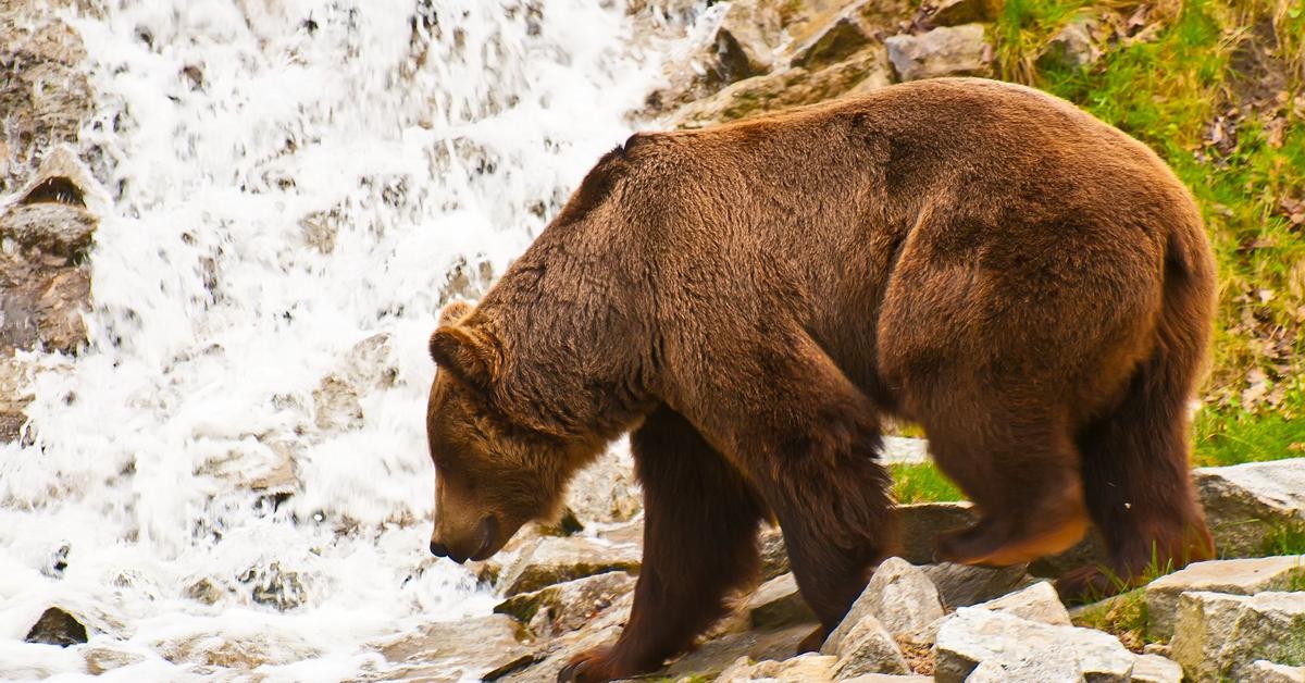  Polowania na niedźwiedzie w Szwecji: Kontrowersje i powrót Sundstroema po kontuzji