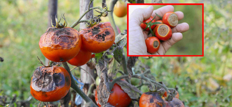 Pogoda sprzyja rozwojowi zarazy ziemniaczanej. Jak uratować pomidory i ziemniaki?
