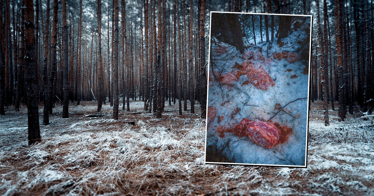 "Bomba epidemiologiczna" w lesie pod Szczawnicą. "Głupota, skrajna ignorancja"