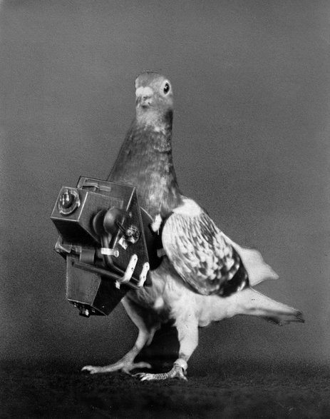 Gołąb z doczepionym aparatem. Zdjęcie zostało wykonane ok. 1910 r.
