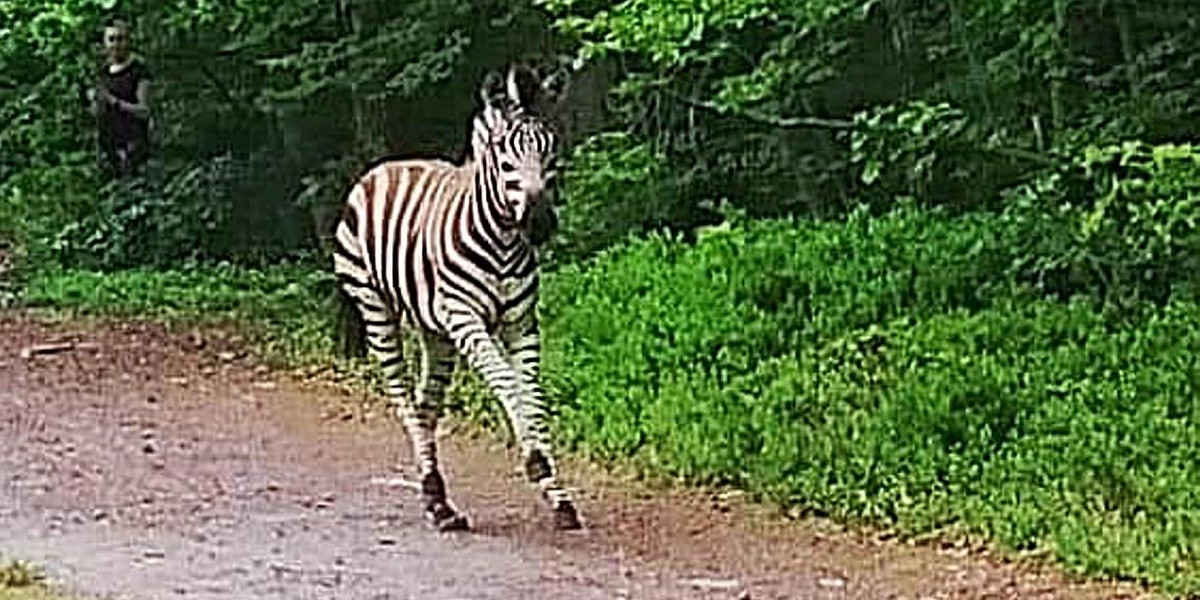 Zebra Buka uciekła sprzed ołtarza