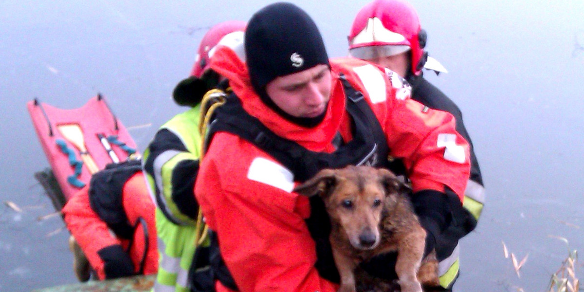 uratowany pies na lodzie
