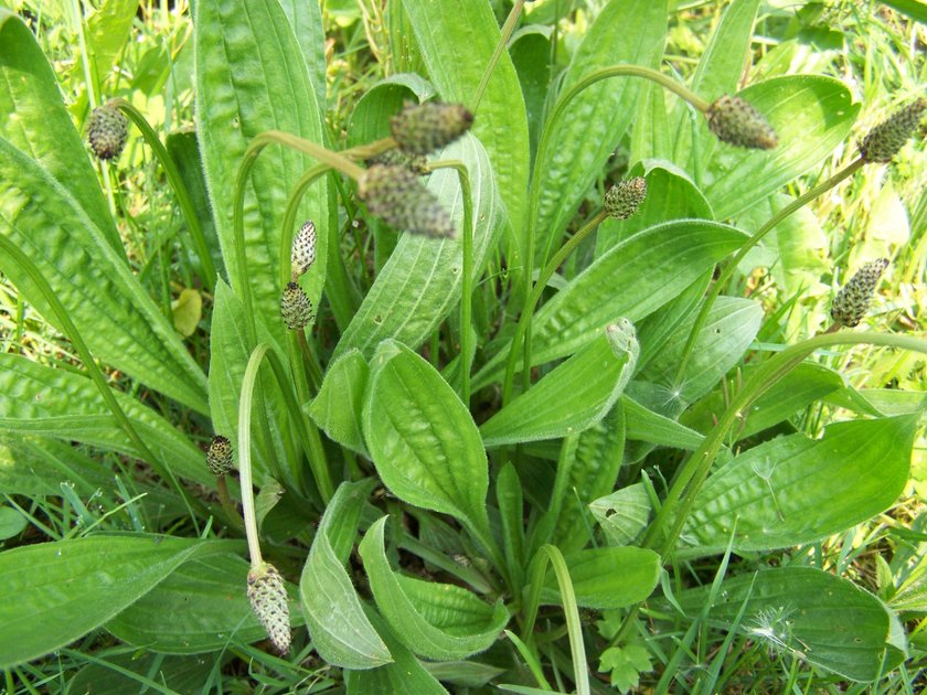 Babka lancetowata (łac.Plantago lanceolata) na rany