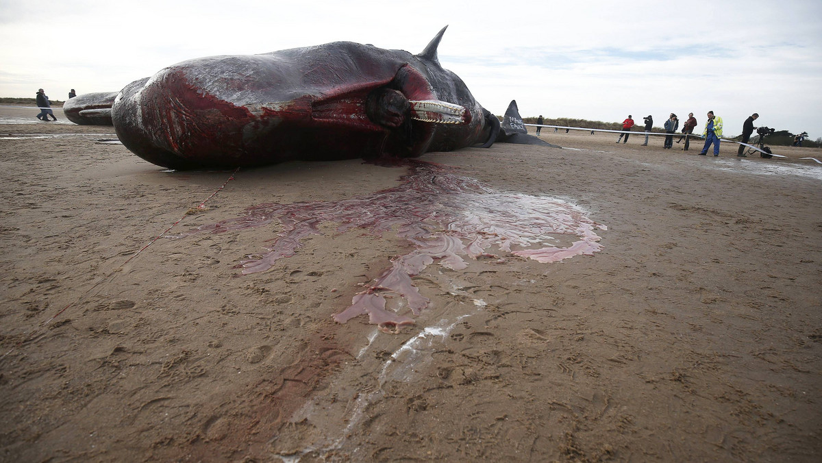 Two sperm whales lie on the sand after being washed ashore at Skegness beach in Skegness