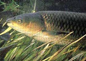 amur1-d00000B6F106108a3c83c