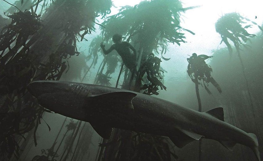 Više od 500 vrsta ajkula krstari morskim područjem oko Kejptauna