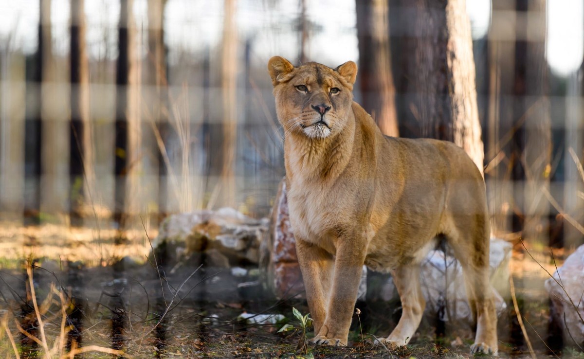 Lwica na wybiegu zoo w Poznaniu