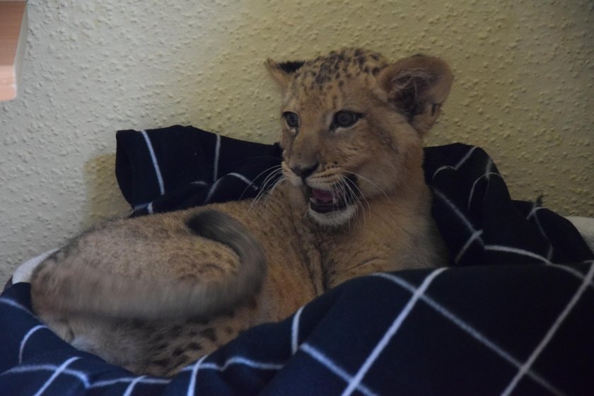 Dwa lwiątka z cyrków w poznańskim ZOO