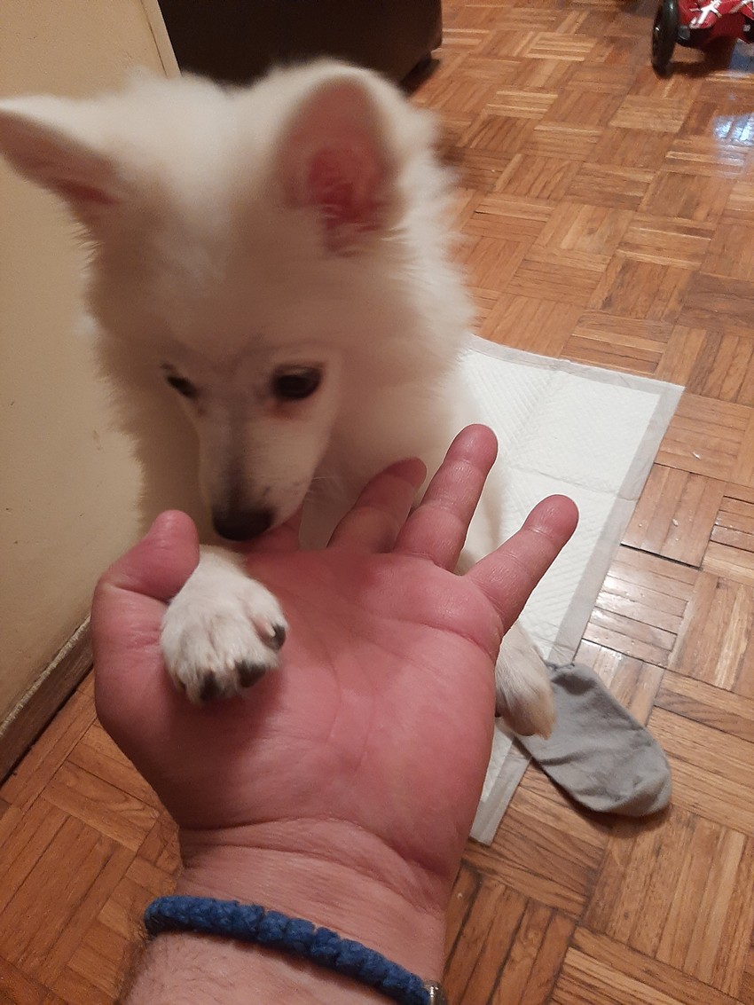 Nisu sigurni koja je rasa...