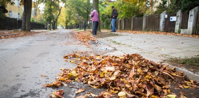 Odbierają jesienne liście!