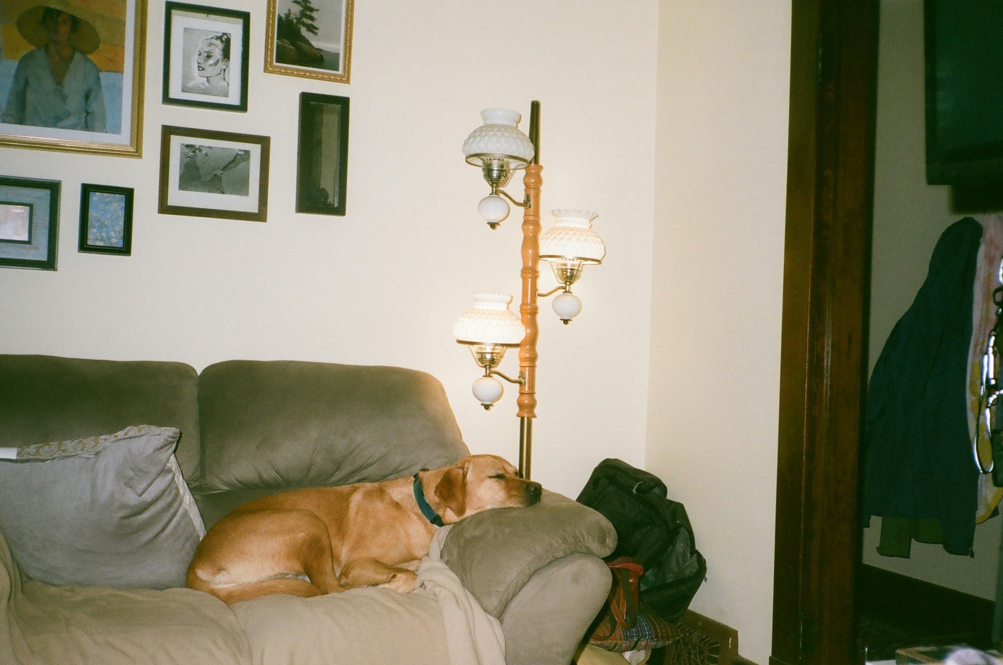 Prečo váš pes stále zaujíma vaše miesto, a čo s tým môžete urobiť.