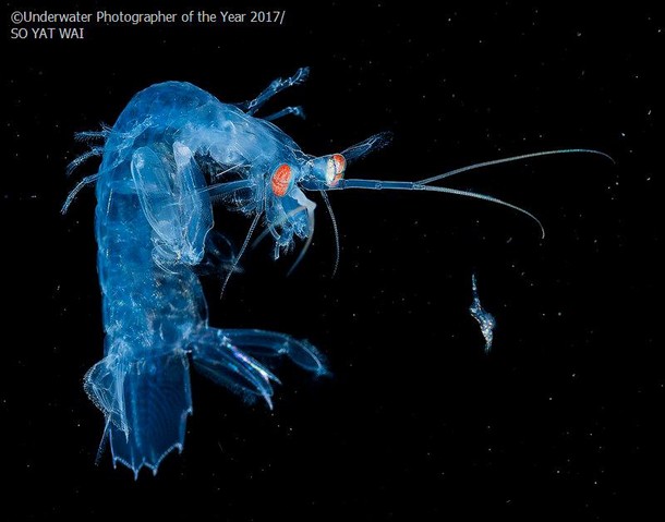 2017 Underwater Photographer of the Year