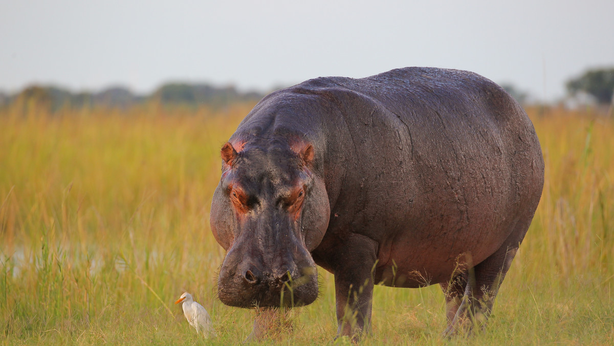 Kolumbia. "Kokainowe hipopotamy" Escobara zagrażają ekosystemowi