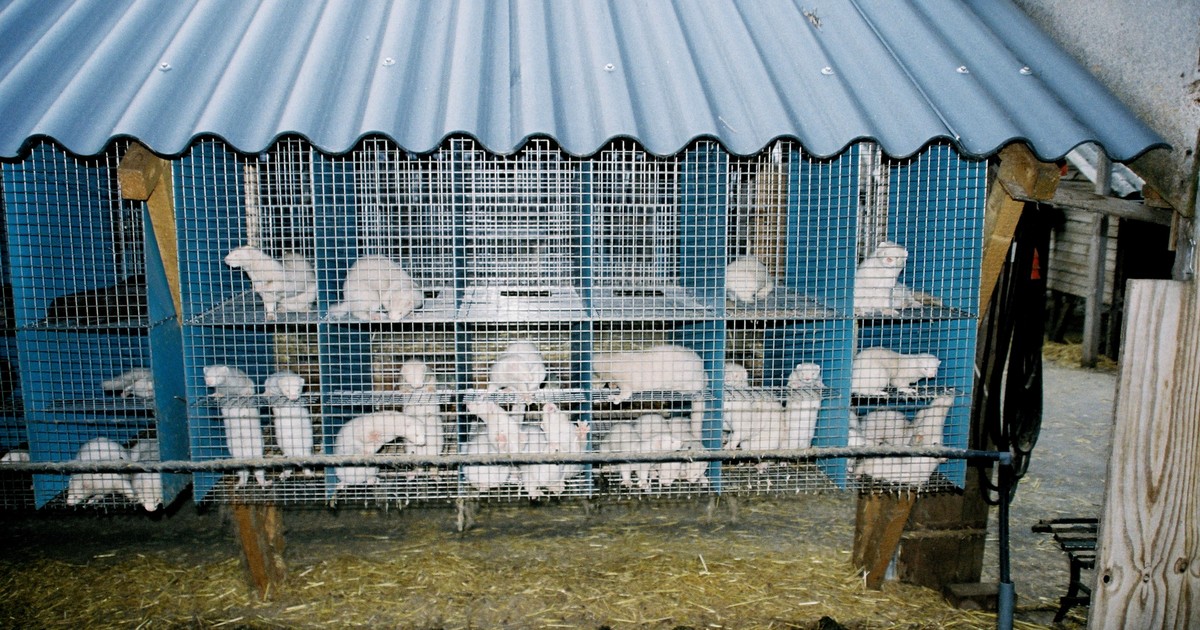Koniec ferm futerkowych. Sejm przegłosował zakaz hodowli zwierząt