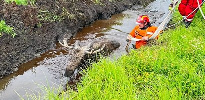 Blisko półtonowy łoś znalazł się w pułapce. Strażacy ruszyli na ratunek [ZDJĘCIA]