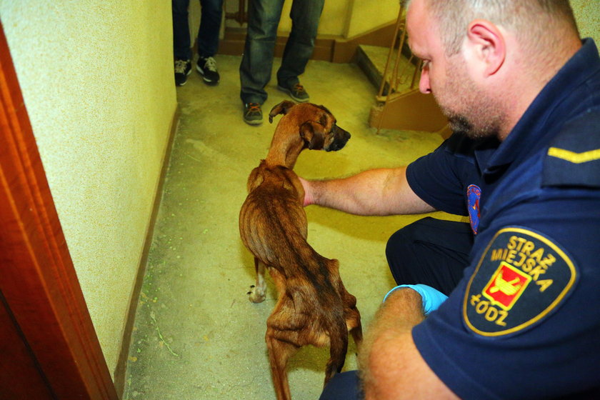 Strażnicy miejscy z Animal Patrolu uratowali zagłodzone psy z kamienicy przy ul. Zacisze