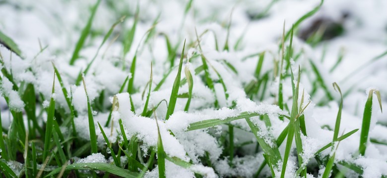 Ten prosty zabieg wykonywany zimą regularnie uratuje trawnik. Efekty będzie widać już w marcu