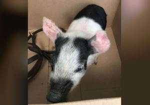 Svinja policija Velika Britanija prtscn Norfolk police