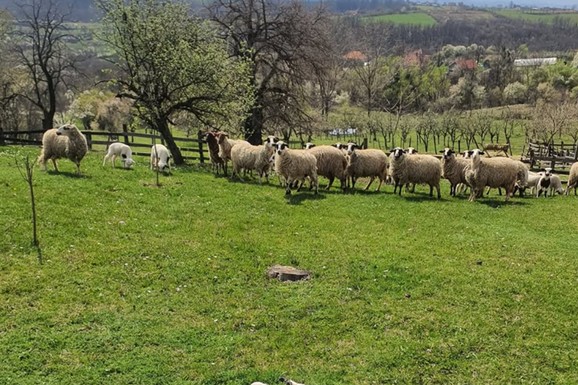 (FOTO) STADO OVACA NA LIVADI Naš glumac (53) se odselio iz Beograda, sad živi u selu kod Valjeva: Sve procvetalo, pravi raj na njegovom imanju