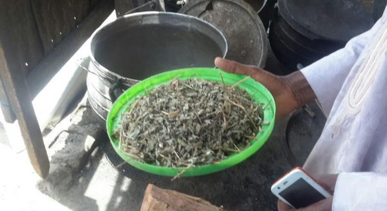 IDP camp uses weed leaf for soup [PHOTO]