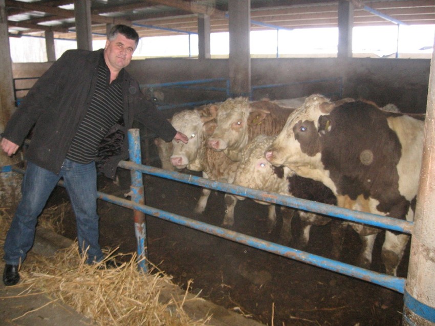 Tovni bikovi Ranka Sarajlića