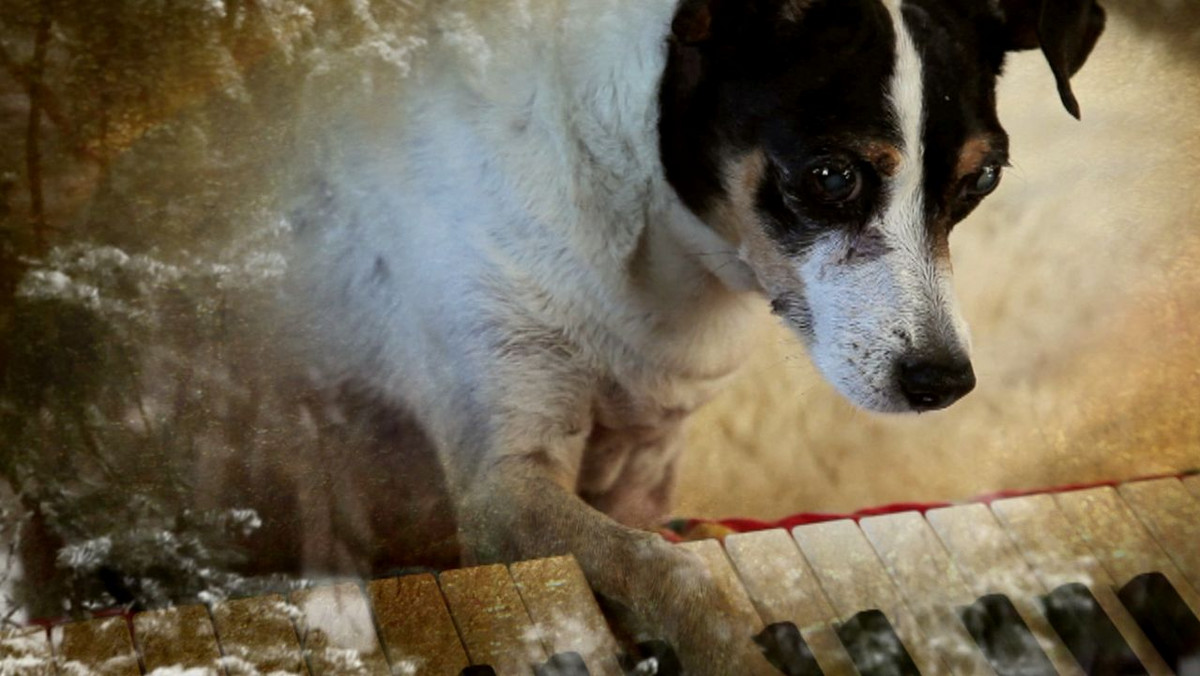 "Serce psa" to nie film, ale filmowy esej biograficzny wszechstronnej artystki Laurie Anderson. Ona jest narratorką, ale niekoniecznie główną bohaterką - opowieść jest bowiem napędzana wspomnieniami o psie Anderson, terierce Lolabelle, która na starość ślepnie. W kinach od 30 września.