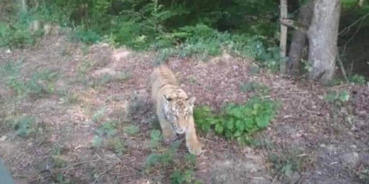 To zdjęcie pojawiło się w słowackich mediach społecznościowych. Rzekomo przedstawia tygrysa, który miał uciec z prywatnego zoo w Ukrainie